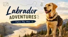 Labrador Adventures